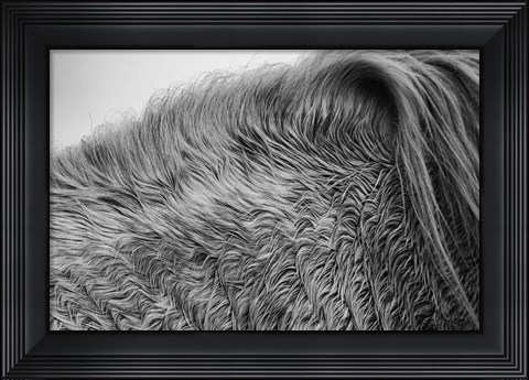 Framed Horse Hair Print