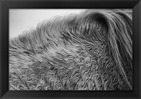 Framed Horse Hair Print