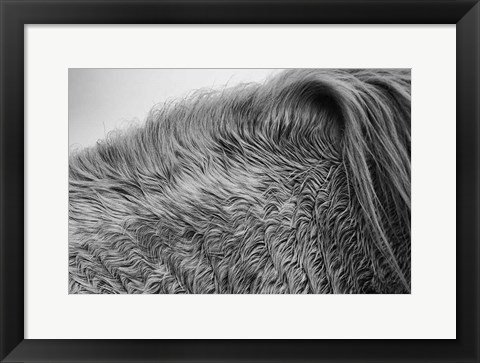 Framed Horse Hair Print