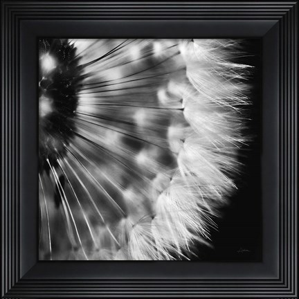 Framed Dandelion on Black III Print
