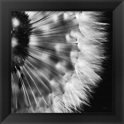 Framed Dandelion on Black III Print