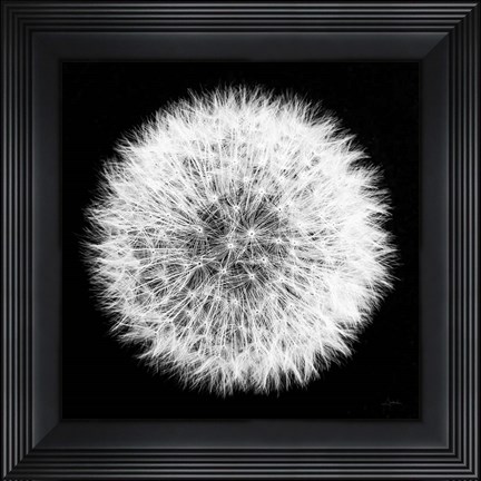 Framed Dandelion on Black I Print