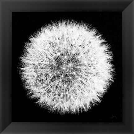 Framed Dandelion on Black I Print