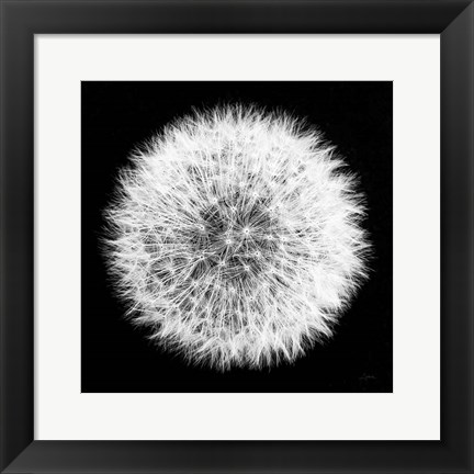 Framed Dandelion on Black I Print