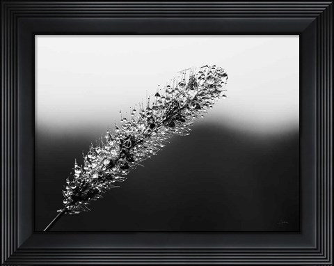 Framed Seeds and Water II Print