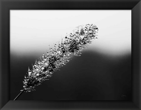 Framed Seeds and Water II Print