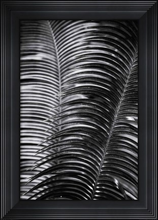 Framed Tropical III Print