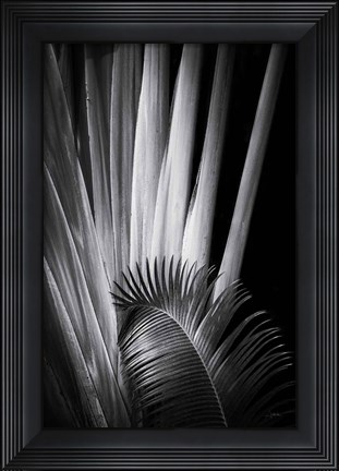 Framed Tropical II Print
