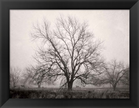 Framed Morning Calm I BW Print