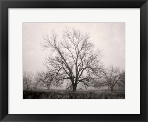 Framed Morning Calm I BW Print