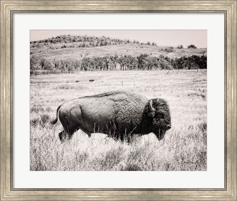 Framed Buffalo I BW Print