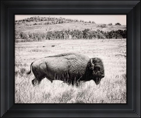 Framed Buffalo I BW Print
