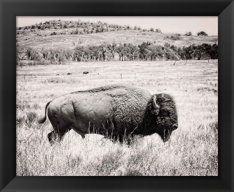 Framed Buffalo I BW Print