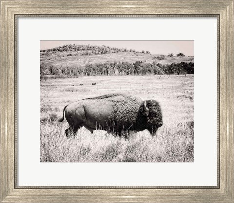 Framed Buffalo I BW Print