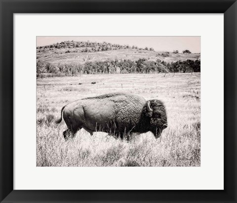 Framed Buffalo I BW Print