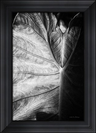 Framed Elephant Ear I Print