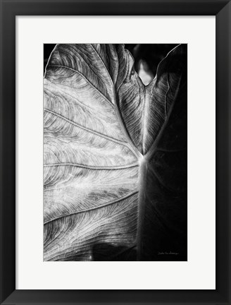 Framed Elephant Ear I Print