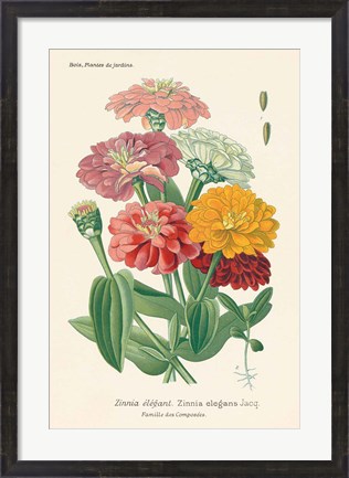 Framed Antique Botanical XLI Light Print