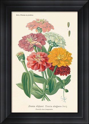 Framed Antique Botanical XLI Light Print