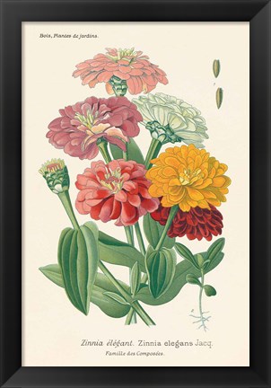 Framed Antique Botanical XLI Light Print