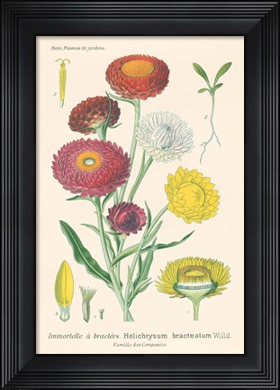 Framed Antique Botanical XL Light Print