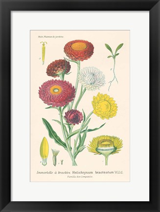 Framed Antique Botanical XL Light Print