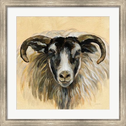 Framed Highland Animal Ram Print