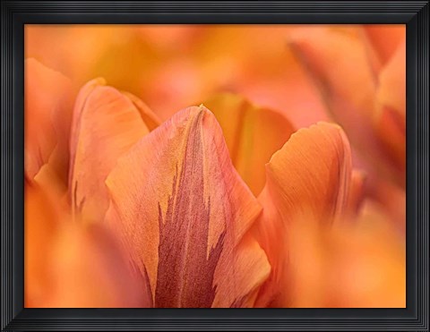 Framed Orange Tulips Print