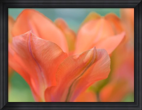 Framed Orange Wings Tuilps Print