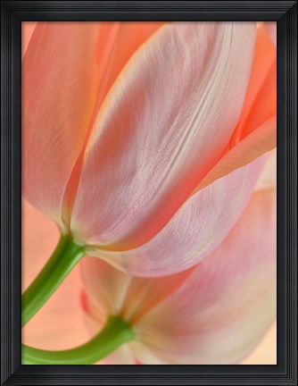 Framed Two Orange Tulips Print