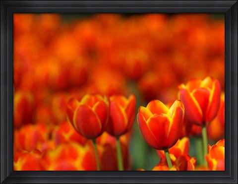 Framed Tulips Forever Print