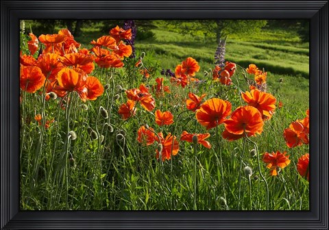 Framed Shampers Bluff Poppies Print