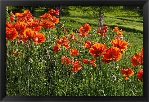 Framed Shampers Bluff Poppies Print