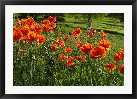 Framed Shampers Bluff Poppies Print