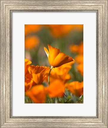 Framed Detail Of Golden California Poppy In Antelope Valley Print