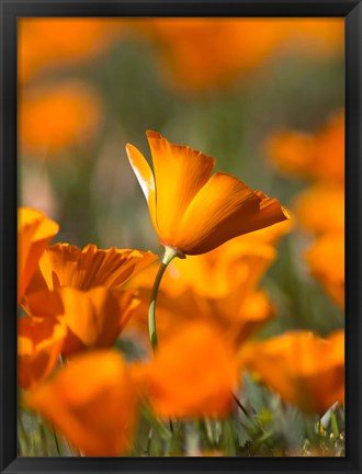 Framed Detail Of Golden California Poppy In Antelope Valley Print