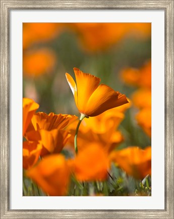Framed Detail Of Golden California Poppy In Antelope Valley Print