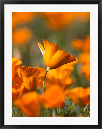 Framed Detail Of Golden California Poppy In Antelope Valley Print