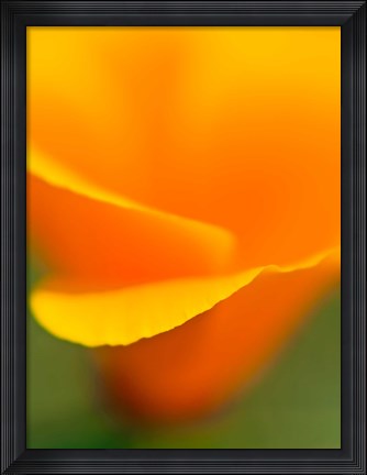 Framed Macro Shot Of Golden California Poppy Print