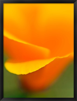 Framed Macro Shot Of Golden California Poppy Print