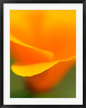 Framed Macro Shot Of Golden California Poppy Print