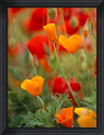 Framed California Golden Poppies and Corn Poppies, Washington State Print