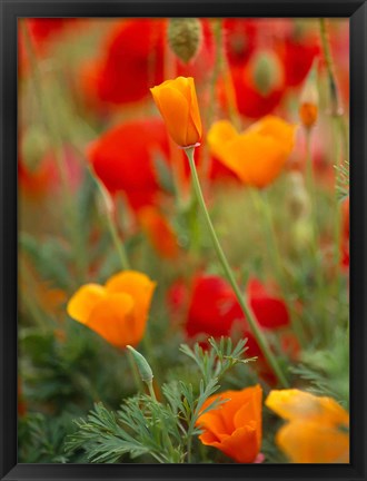 Framed California Golden Poppies and Corn Poppies, Washington State Print