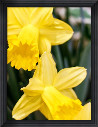 Framed Daffodil Bundle, New York City Print