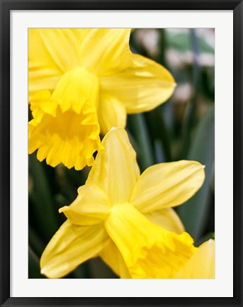 Framed Daffodil Bundle, New York City Print