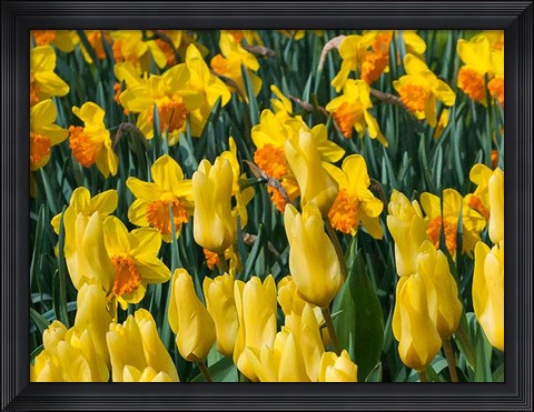 Framed Yellow Tulips Print