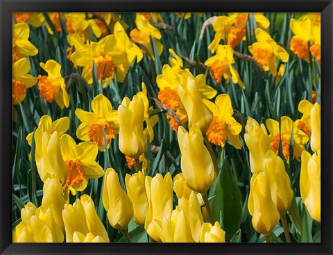 Framed Yellow Tulips Print