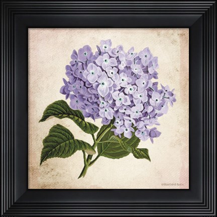 Framed Vintage Lilac Print
