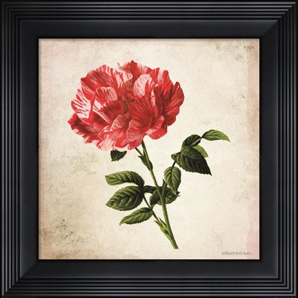Framed Vintage Bicolor Red Rose Print