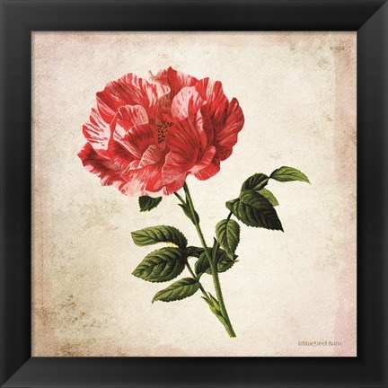 Framed Vintage Bicolor Red Rose Print